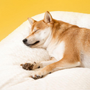 Cama Pet Noah | Para Cachorro e Gato