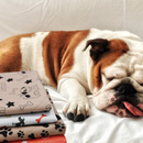 Pipi Pad - A solução ideal para o xixi do seu pet