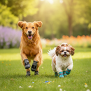 Golden Retriever e Shih Tzu correndo no gramado usando sapatos antiderrapantes para cachorro Mundo di Pet